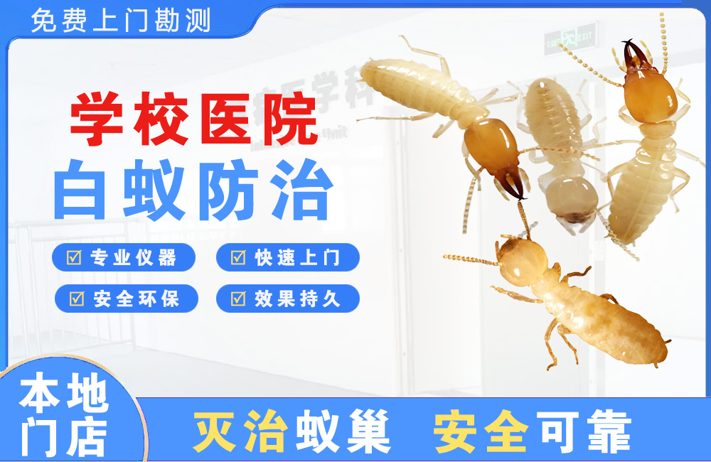 南京学校医院白蚁防治